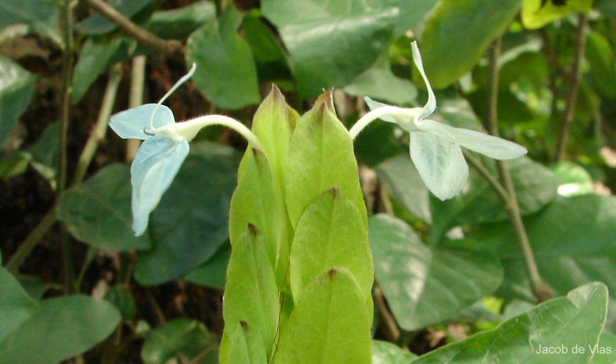 Ecbolium ligustrinum (Vahl) Vollesen